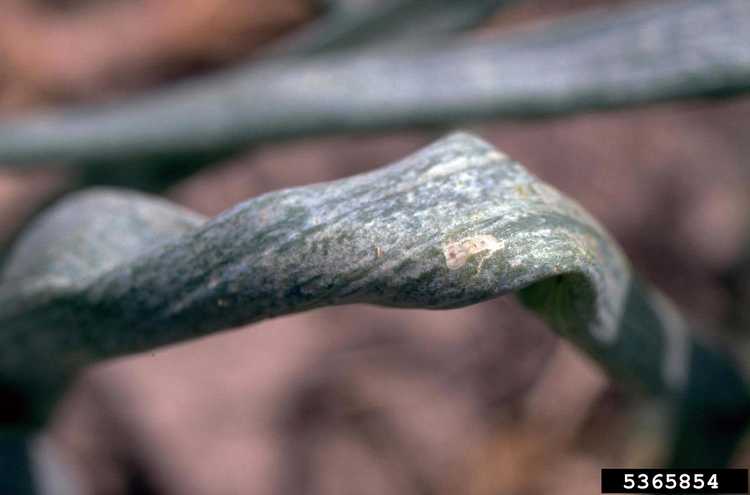 You are currently viewing Thrips sur les oignons et pourquoi les têtes d'oignons se recroquevillent