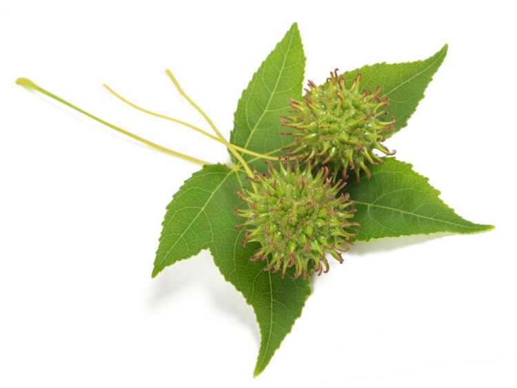 You are currently viewing Informations sur l'arbre Sweetgum : Comment faire pousser des arbres Sweetgum