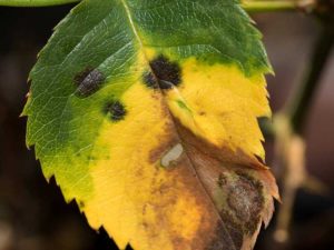 Lire la suite à propos de l’article Élimination des plantes malades : que faire des plantes infectées dans le jardin