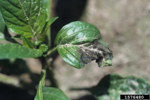 Lire la suite à propos de l’article Les feuilles de poivre noir tombent : quelles sont les causes du noircissement des feuilles sur les plants de poivre