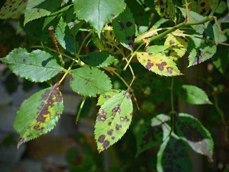 Lire la suite à propos de l’article Plantes à feuilles tachetées : traitements contre les taches fongiques des feuilles