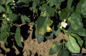 Lire la suite à propos de l’article Feuilles de pois du sud brûlées : traiter les pois du sud avec des feuilles brûlées