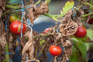 Lire la suite à propos de l’article Brunissement des feuilles dans les plantes potagères : qu'est-ce qui cause le brunissement des feuilles sur les légumes ?