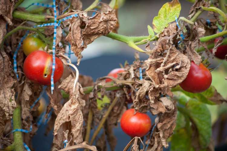 You are currently viewing Brunissement des feuilles dans les plantes potagères : qu'est-ce qui cause le brunissement des feuilles sur les légumes ?