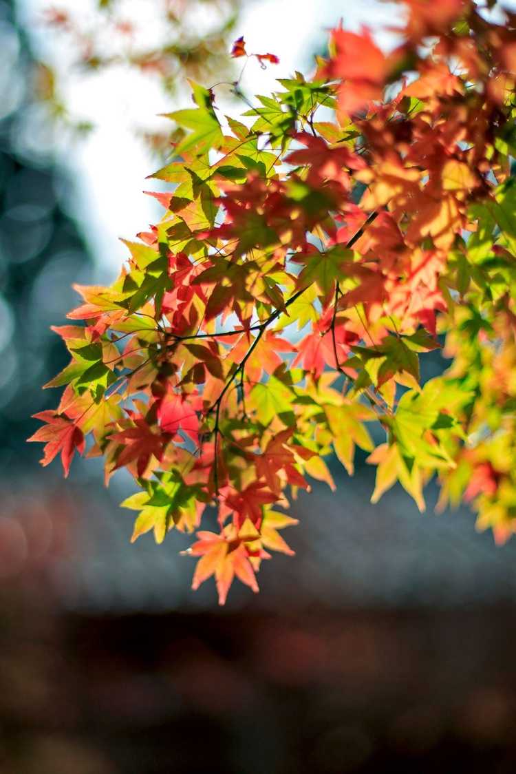 You are currently viewing Changement précoce de couleur du feuillage : que faire en cas de rotation précoce des feuilles des arbres