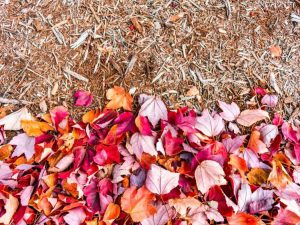 Lire la suite à propos de l’article Informations sur le paillis de feuilles – En savoir plus sur le paillage avec des feuilles