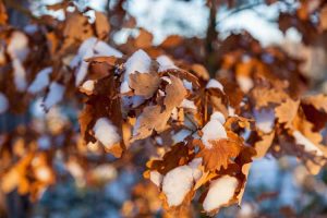 Lire la suite à propos de l’article Qu'est-ce que la marcescence : raisons pour lesquelles les feuilles ne tombent pas des arbres