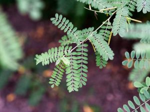 Lire la suite à propos de l’article Récolte des plantes d'indigo – Conseils pour choisir l'indigo pour la teinture