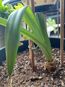 Lire la suite à propos de l’article Feuilles d'amaryllis tombantes : raisons pour lesquelles les feuilles tombent chez l'amaryllis