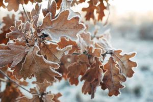 Lire la suite à propos de l’article Les feuilles des arbres ne sont pas tombées en hiver : raisons pour lesquelles les feuilles ne sont pas tombées d'un arbre