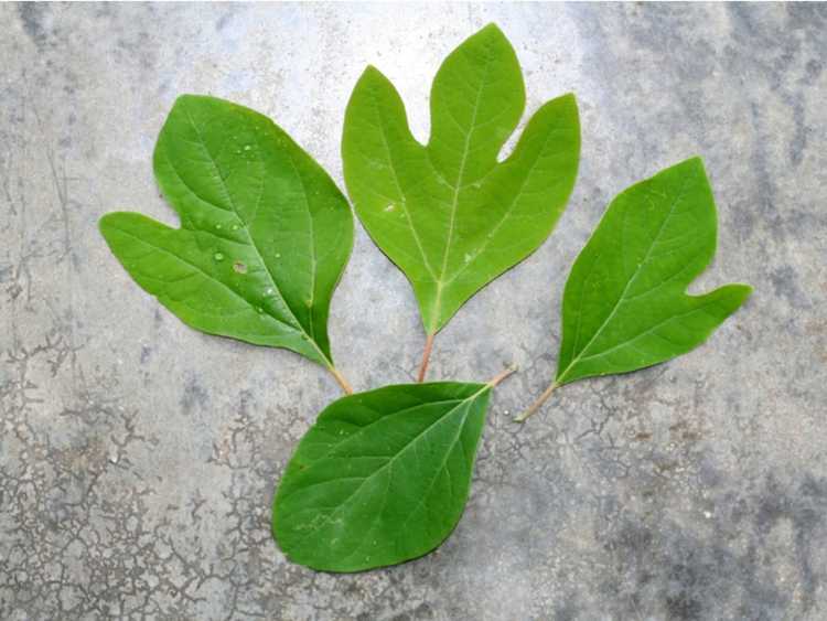 You are currently viewing Qu'est-ce qu'un arbre Sassafras : où poussent les arbres Sassafras ?