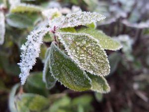 Lire la suite à propos de l’article Dommages hivernaux sur les arbustes : types de blessures causées par le froid chez les arbustes