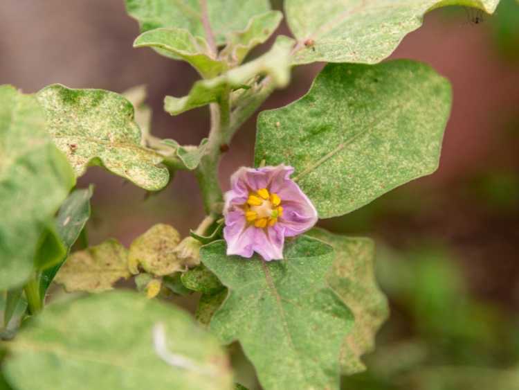 You are currently viewing Aubergine jaunit : que faire pour une aubergine aux feuilles ou aux fruits jaunes