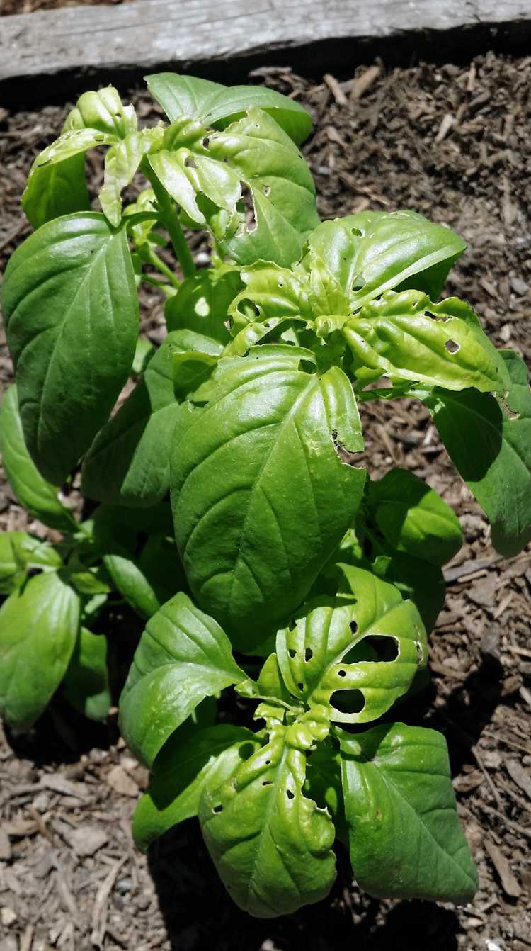 Lire la suite à propos de l’article Feuilles de basilic : comment réparer les trous dans les feuilles de basilic