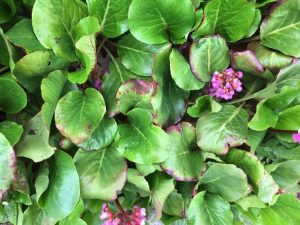 Lire la suite à propos de l’article Problèmes liés au Bergenia : identifier et traiter les ravageurs et les maladies du Bergenia