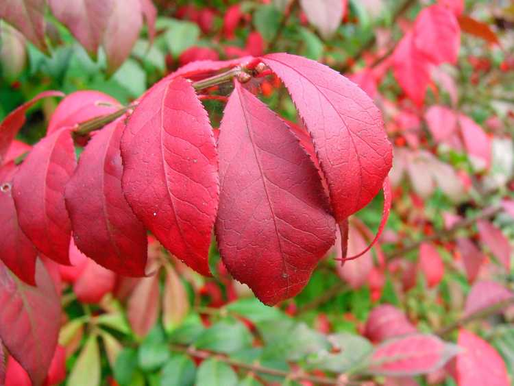 You are currently viewing Taille d'un buisson ardent – Quand tailler les plantes de buisson ardent