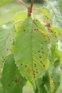 Lire la suite à propos de l’article Raisons des taches sur les feuilles de cerisier : traiter les feuilles de cerisier avec des taches