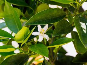 Lire la suite à propos de l’article Pas de fleurs sur le citronnier – Conseils pour faire fleurir les citronniers