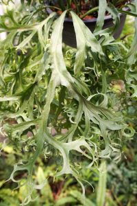 Lire la suite à propos de l’article Chute de feuilles de fougère staghorn : comment sauver une fougère staghorn qui perd ses frondes