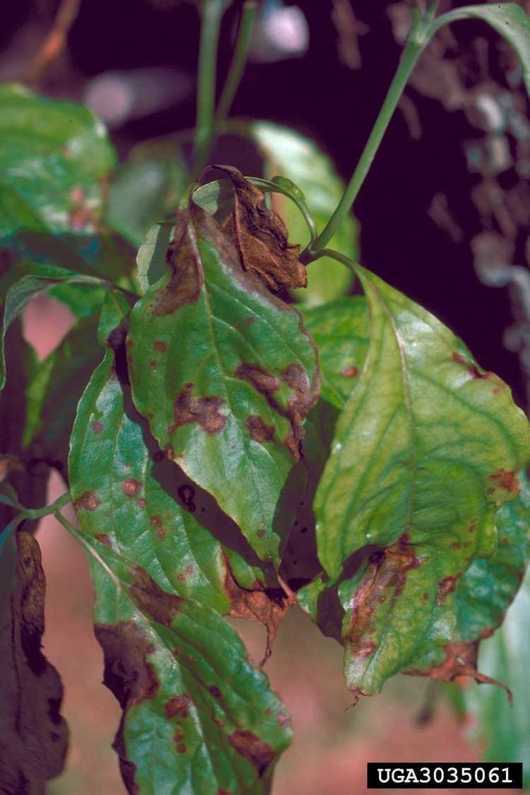 Lire la suite à propos de l’article Anthracnose du cornouiller – Informations sur la lutte contre la brûlure du cornouiller