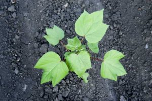 Lire la suite à propos de l’article Placement des graines de coton – Comment planter une graine de coton