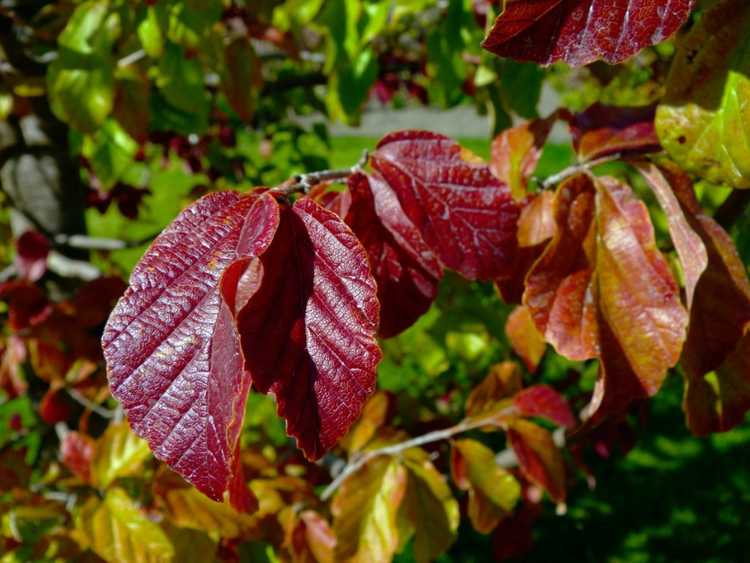 You are currently viewing Faits sur le bois de fer persan – Comment faire pousser un arbre de bois de fer persan