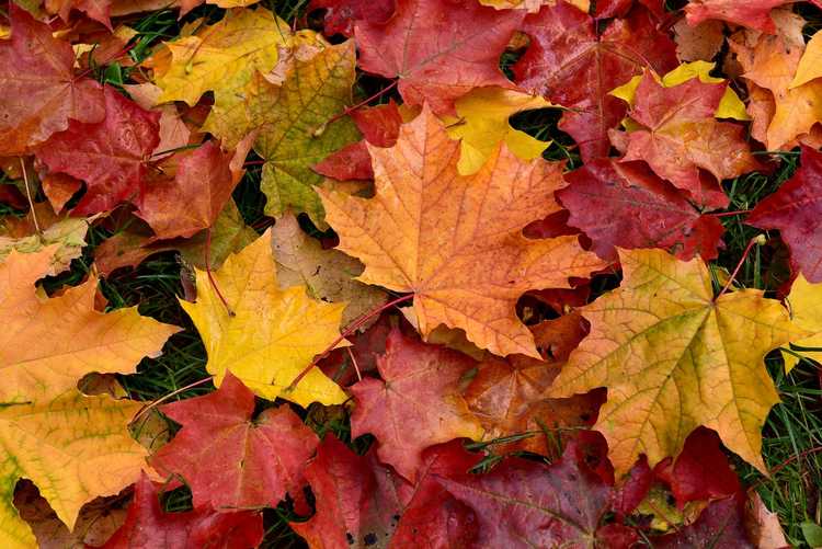 You are currently viewing Gestion des feuilles d'automne – Que faire avec les feuilles d'automne