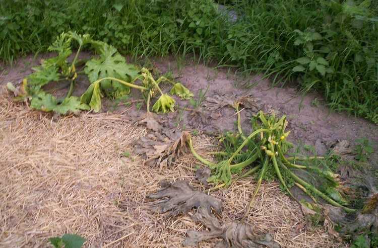 Lire la suite à propos de l’article Flétrissement et mort de la courge : signes de flétrissement de la courge