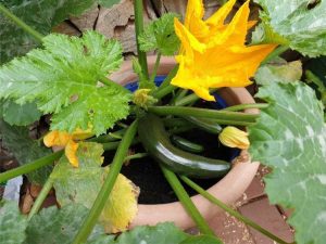 Lire la suite à propos de l’article Les feuilles de courgettes jaunissent : raisons des feuilles jaunes sur les courgettes