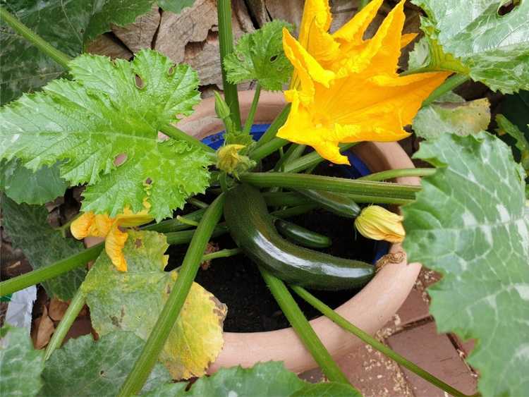 You are currently viewing Les feuilles de courgettes jaunissent : raisons des feuilles jaunes sur les courgettes