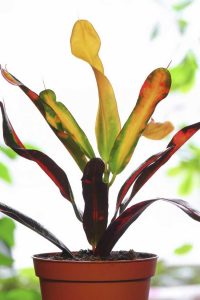 Lire la suite à propos de l’article Croton Leaf Drop – Pourquoi mon Croton laisse-t-il tomber des feuilles
