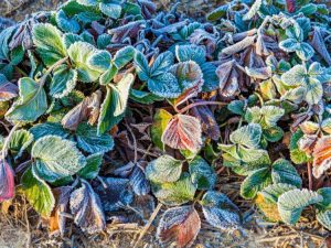 Lire la suite à propos de l’article Conseils pour l'hivernage des plants de fraises en pot