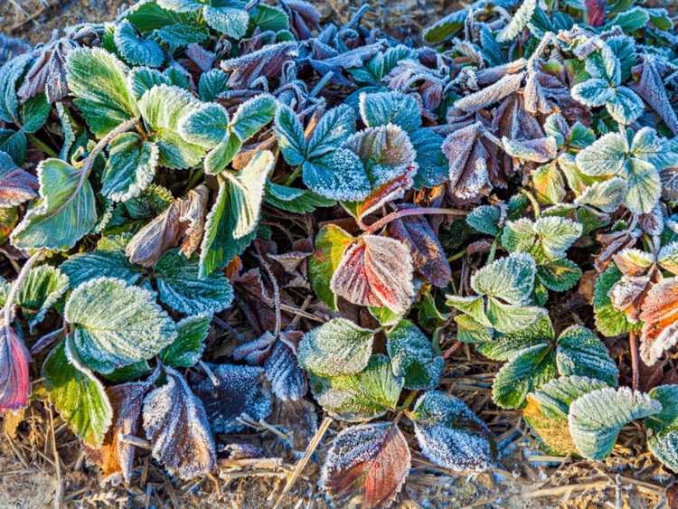 You are currently viewing Conseils pour l'hivernage des plants de fraises en pot