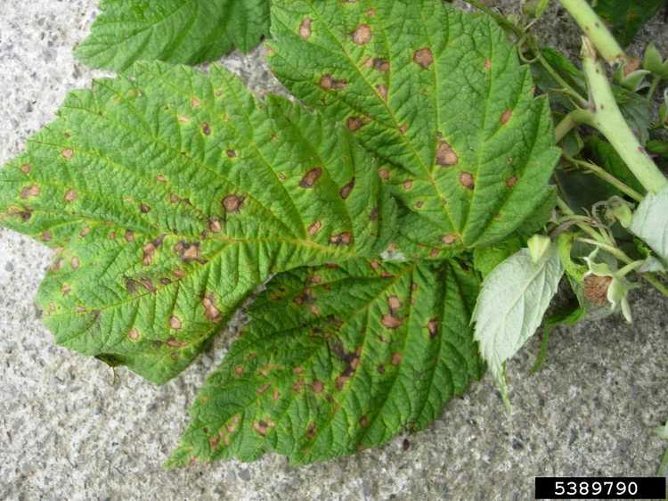 You are currently viewing Virus de la mosaïque sur les plants de framboisier : découvrez le virus de la mosaïque du framboisier