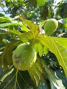 Lire la suite à propos de l’article Quelles sont les causes des feuilles de fruit à pain jaunes ou brunes