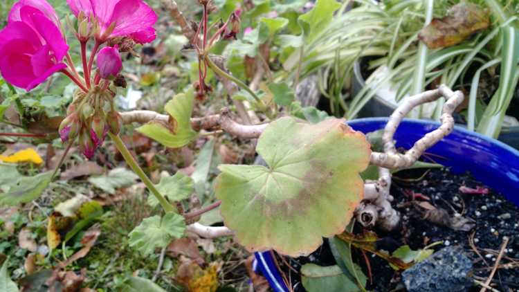 You are currently viewing Feuilles de géranium rouge – Raisons des feuilles rouges sur un géranium