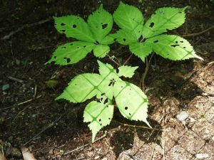 Lire la suite à propos de l’article Insectes communs du ginseng – Comment se débarrasser des parasites du ginseng