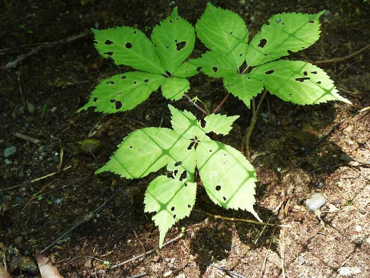 You are currently viewing Insectes communs du ginseng – Comment se débarrasser des parasites du ginseng