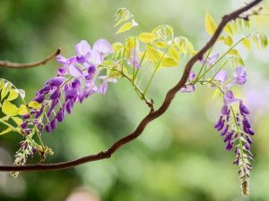 Lire la suite à propos de l’article Boucle des feuilles de glycine : raisons pour lesquelles les feuilles de glycine s'enroulent