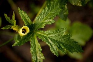 Lire la suite à propos de l’article Feuilles de gombo comestibles – Pouvez-vous manger les feuilles de gombo