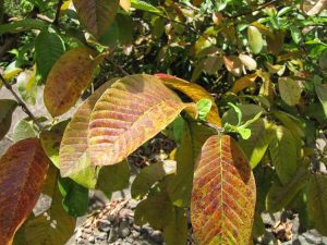 Lire la suite à propos de l’article Feuilles de goyave rouges ou violettes – Pourquoi mes feuilles de goyave changent-elles de couleur