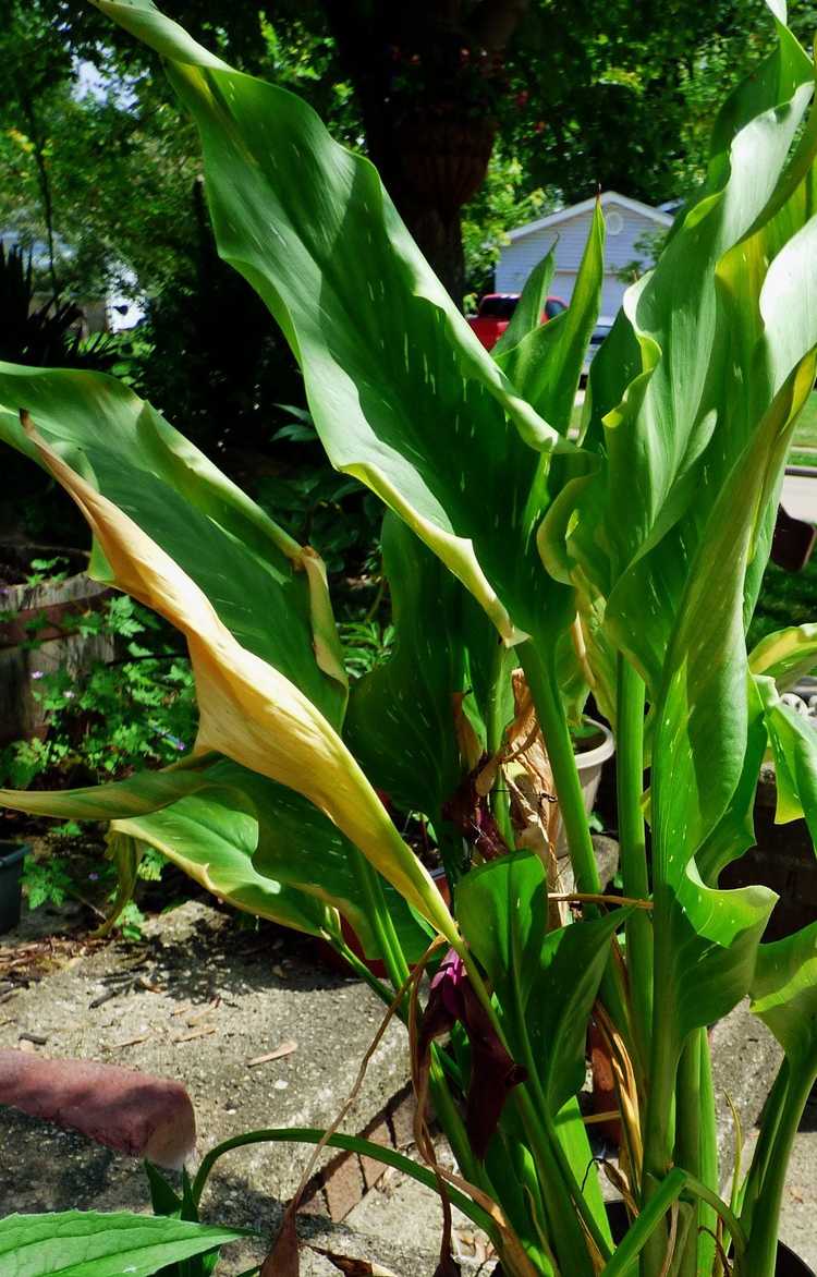 You are currently viewing Aide pour le jaunissement des lis calla : pourquoi les feuilles du lis calla jaunissent