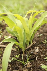 Lire la suite à propos de l’article Jaunissement des feuilles de maïs : pourquoi les feuilles des plantes de maïs jaunissent