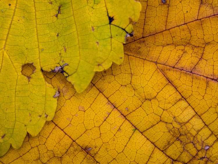 Lire la suite à propos de l’article Causes possibles d'un mûrier stérile aux feuilles jaunes
