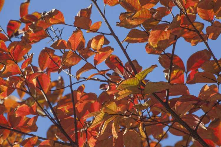 You are currently viewing Jaunissement des feuilles de myrte de crêpe: Pourquoi les feuilles du myrte de crêpe jaunissent-elles