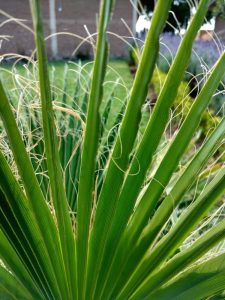 Lire la suite à propos de l’article Qu'est-ce que le yucca bleu : comment faire pousser des plantes de yucca bleu