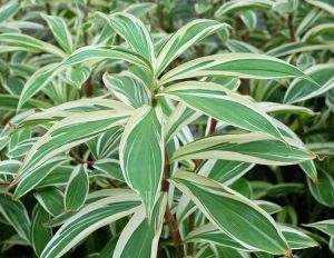 Lire la suite à propos de l’article Propagation des boutures de Dracaena – Apprenez à enraciner des boutures de Dracaena