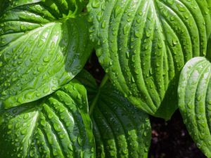 Lire la suite à propos de l’article Guide d'arrosage Hosta : Conseils pour arroser une plante Hosta