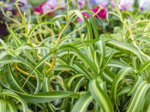 Lire la suite à propos de l’article Taille des plantes araignées – Comment couper les feuilles des plantes araignées