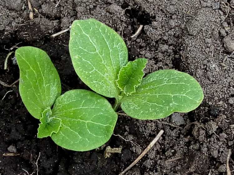 You are currently viewing Conseils pour la culture de la citrouille : comment faire pousser des graines de citrouille pour votre jardin